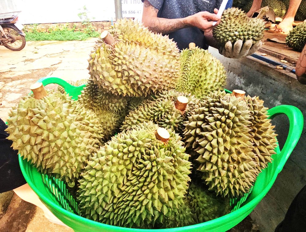 Buôn lậu thuốc nhúng làm chín sầu riêng, giao dịch gần 100 tỷ đồng