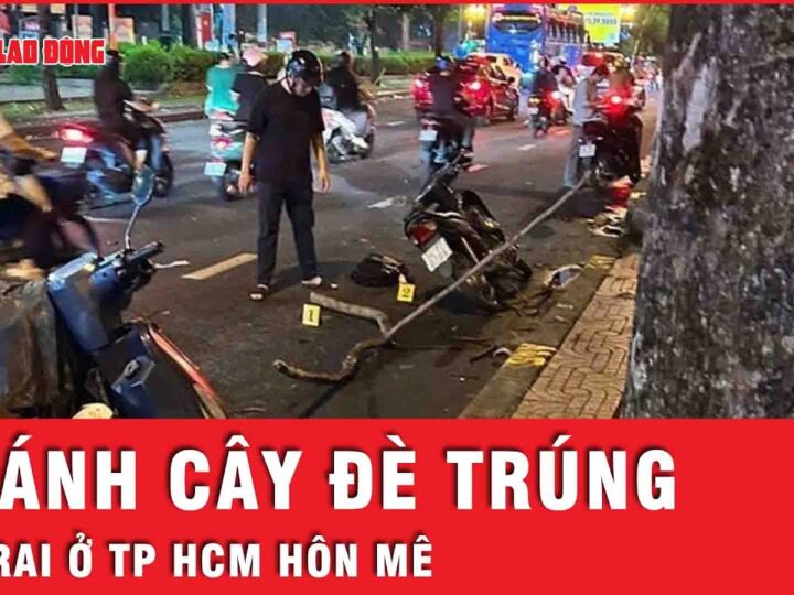 Nhánh cây khiến bé trai 10 tuổi ở TP HCM hôn mê