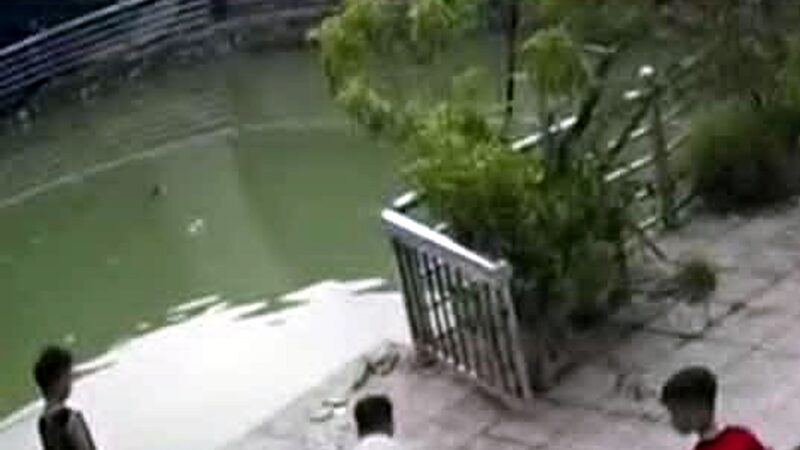 Hai anh em ruột, sắp vào lớp 1 và lớp 5 cùng nhau ra sân chơi gần khu nhà trọ ở Hà Nội. Trong lúc vui chơi, không may cả hai rơi xuống giếng gần đó tu vong thương tâm 😭